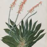 Vandaag Jarig: Maria Moninckx, 22 april 1673